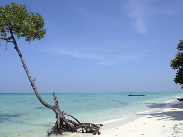 Красивое дерево на Андаманских островах