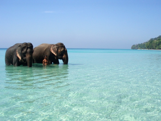 Слоны на Андаманских островах