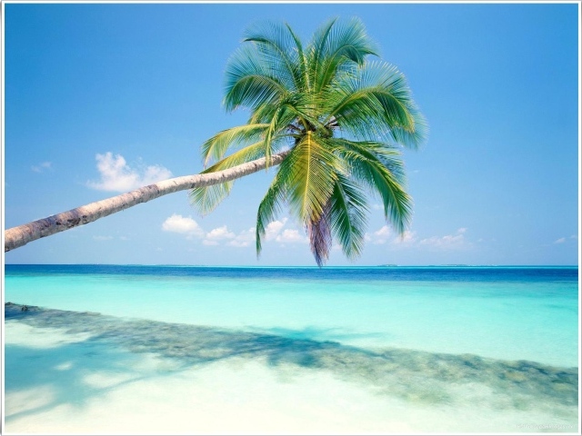 Пальмы в Гоа