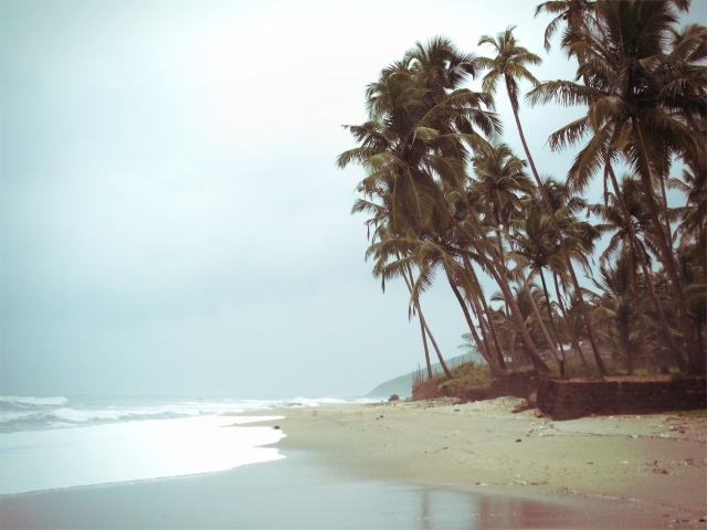 Высокие пальмы на пляже в Анджуне
