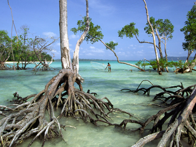 Необычные деревья на Андаманских островах
