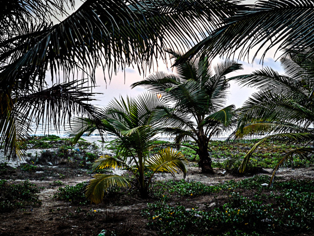 Растительность в Гоа