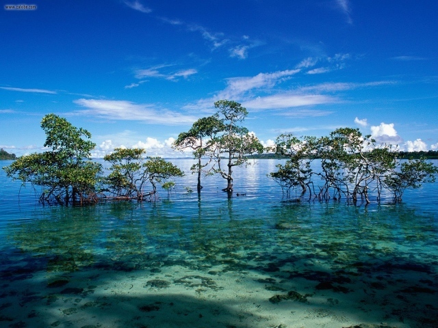 Чудесная природа на Андаманских островах
