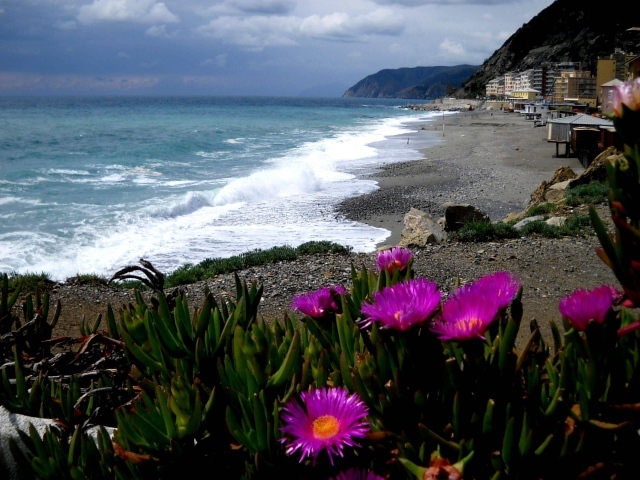 Цветы на пляже в Лигурии, Италия