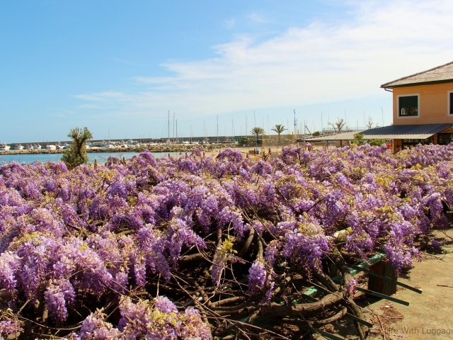 Цветы на пляже в Сан Ремо, Италия