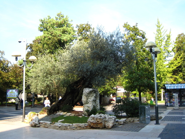 Маслина на улице на курорте Абано Терме, Италия