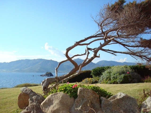 Дерево на фоне залива на курорте Вилласимиус, Италия