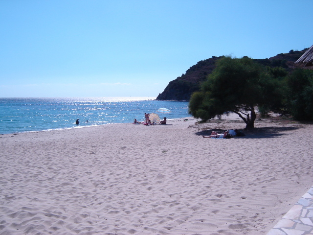 Дерево на пляже на курорте Вилласимиус, Италия