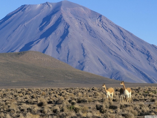 Ламы в Перу