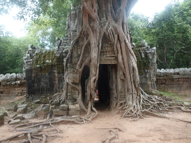 Арка в корнях дерева на курорте Чианг Рай, Таиланд