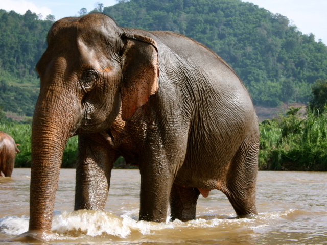 Купающийся слон на курорте Чианг Рай, Таиланд