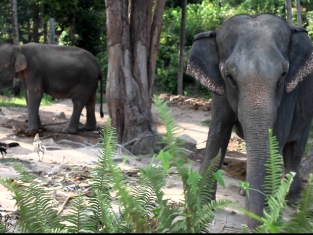 Слоны на берегу моря на острове Панган, Таиланд