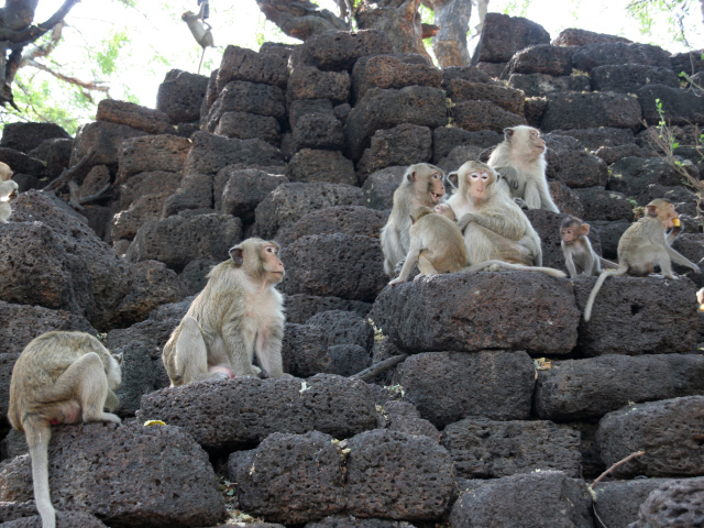 Обезьяны на камнях на курорте Лопбури, Таиланд