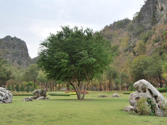 Дерево в парке на курорте Ча Ам, Таиланд