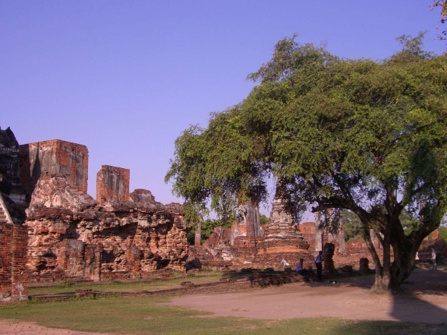 Дерево в храме на курорте Аютайя, Таиланд