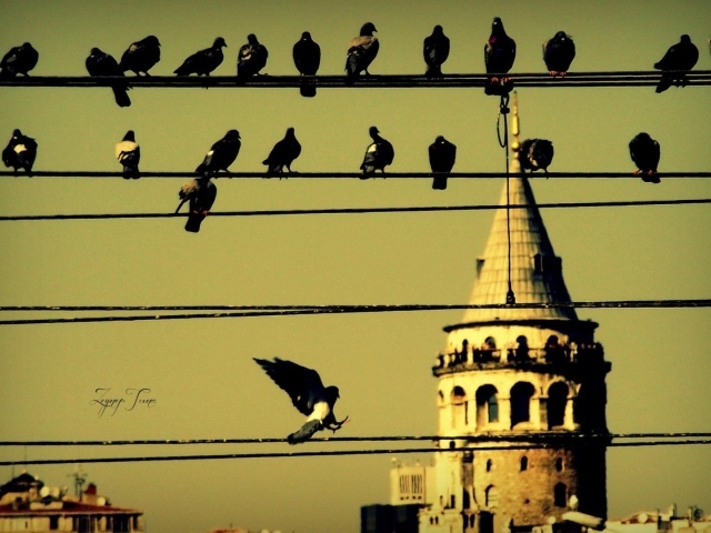 Голуби на проводах в Стамбуле