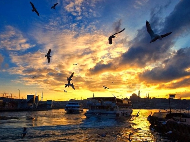 Чайки над бухтой в Стамбуле