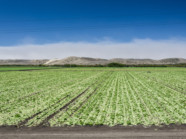 Между Монтерей и Санта-Крус, штат Калифорния, США