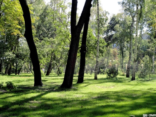 Леса в Харькове