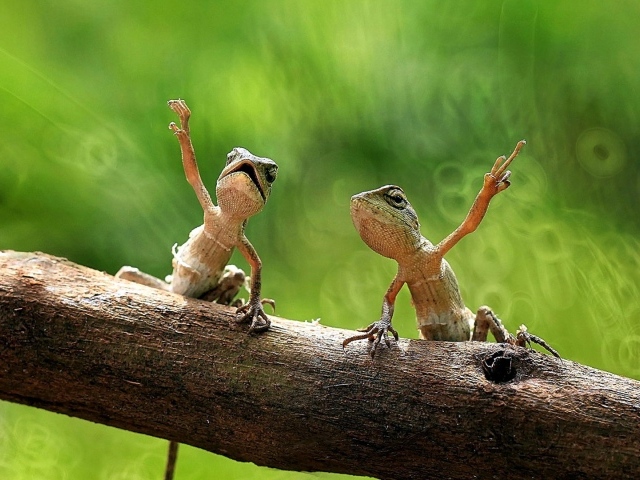 Пара лягушек на дереве