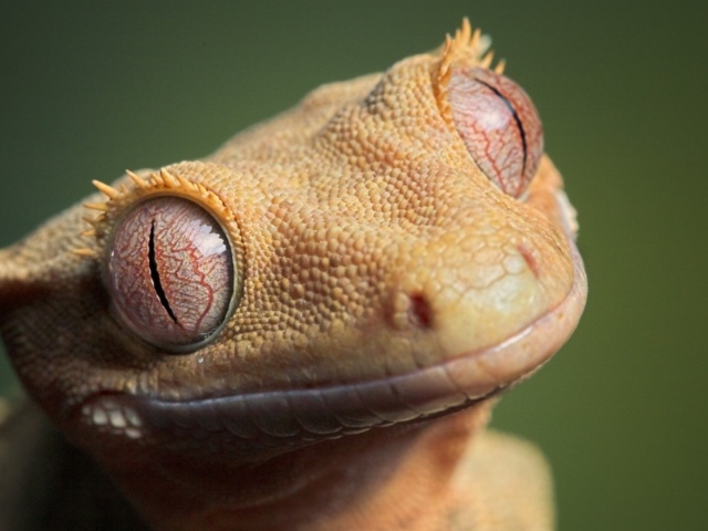 Глаза животного геккона