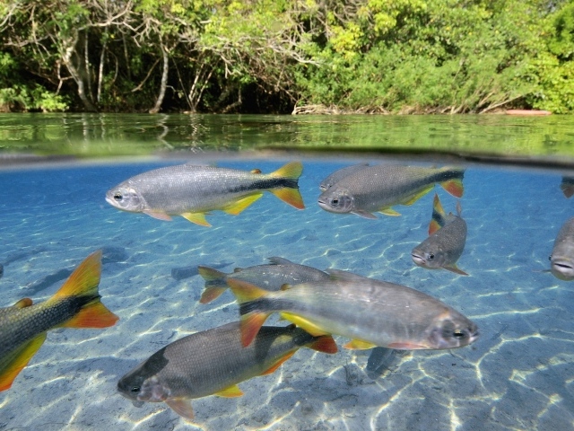 Крупная рыба в чистой воде озера