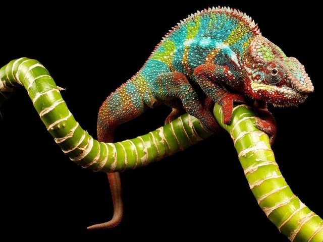 Яркий хамелеон на зеленой ветке