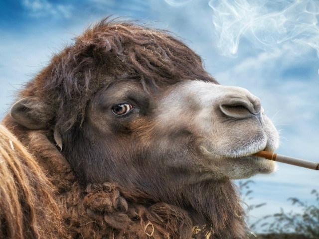 Верблюд с сигаретой в зубах