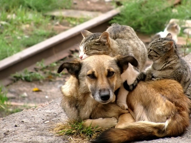 Коты обнимают собаку