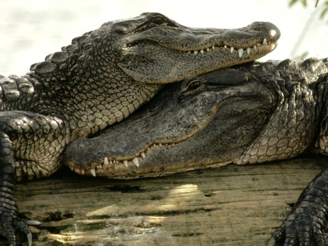 Пара довольных крокодилов