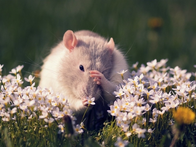 Полевая мышь среди цветов