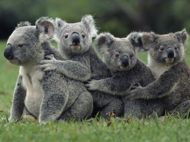 Четыре коалы на газоне