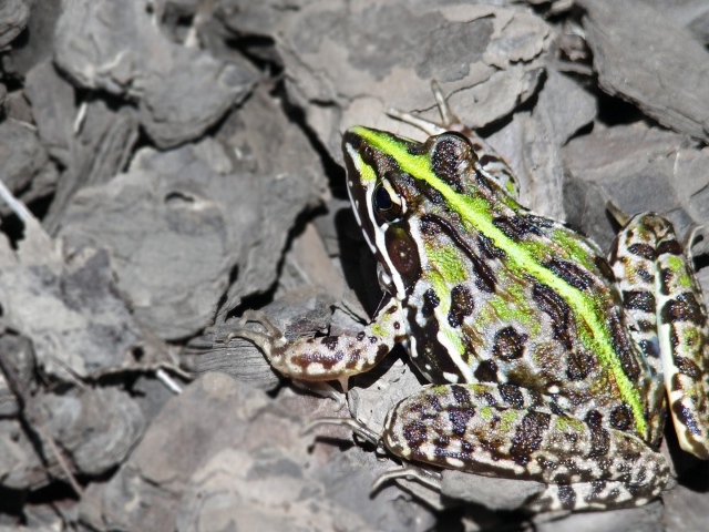 Лягушка на серых камнях
