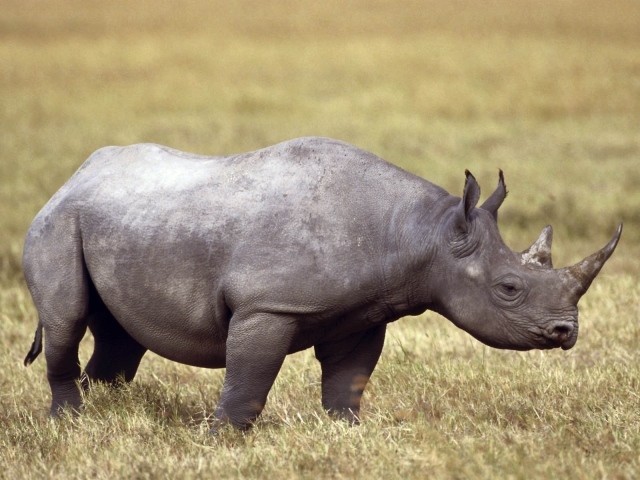 Серый носорог на поле с сухой травой