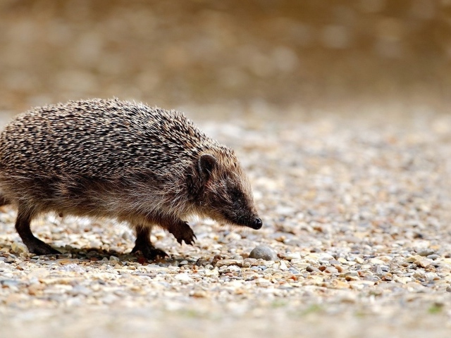 Ежик идет по своим делам