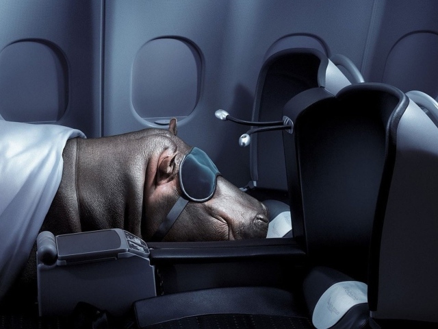 Бегемот спит в самолете