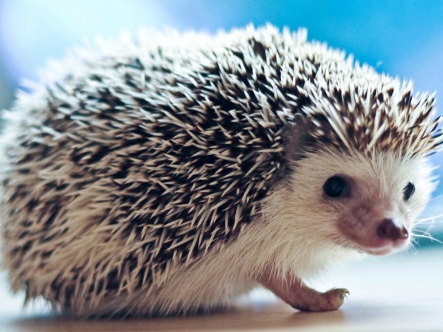 Плохо быть ёжиком, никто не погладит