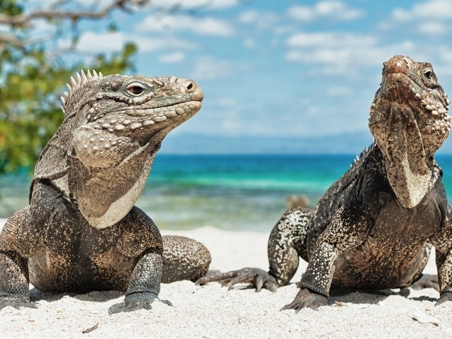 Игуаны на берегу моря