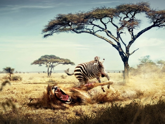 Лев и зебра в Африке