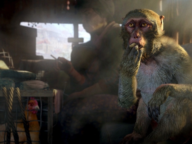 Обезьяна и курица в грузовике