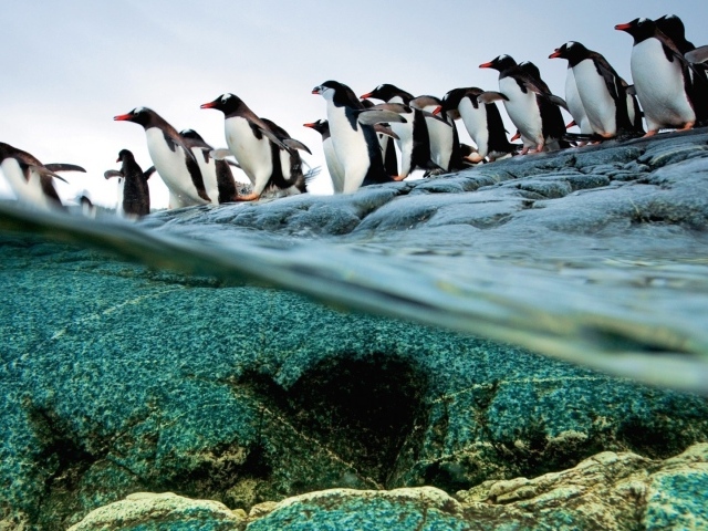 Пингвины идут ровной колонной
