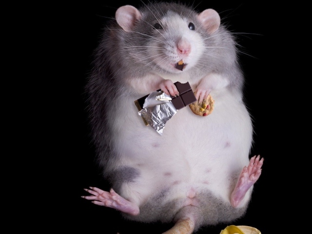 Крыса переела сладостей