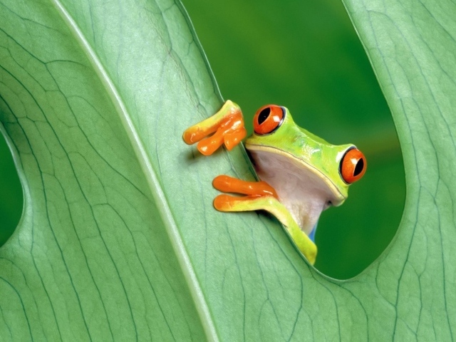 Красноглазая лягушка за зеленым листом