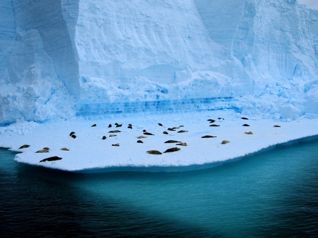 Тюлени лежат на голубой льдине у воды