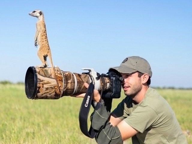 Беззастенчивый сурикат