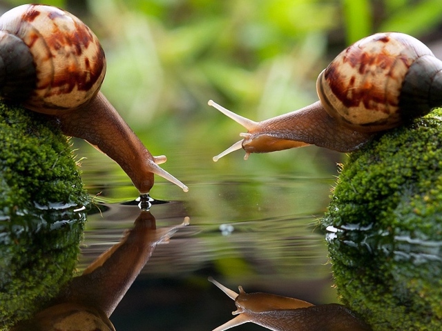 Улитки на водопое