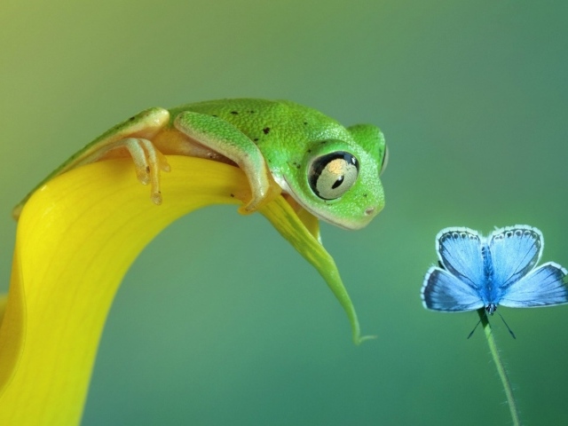 Лягушка смотрит на бабочку