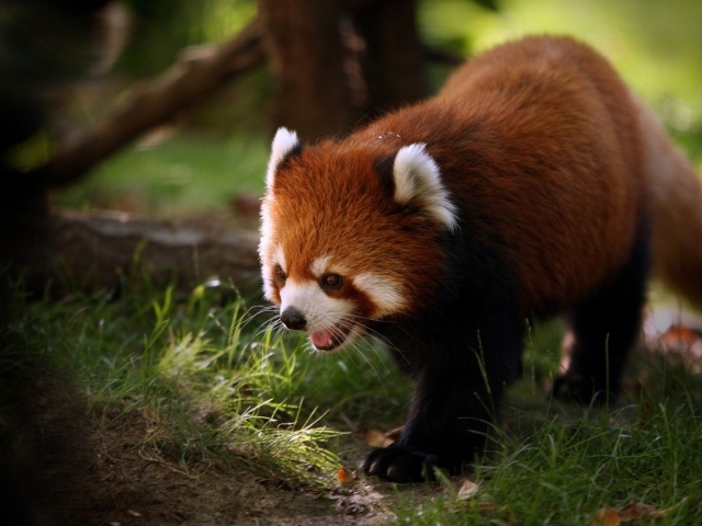 Красная панда идет по траве в лесу
