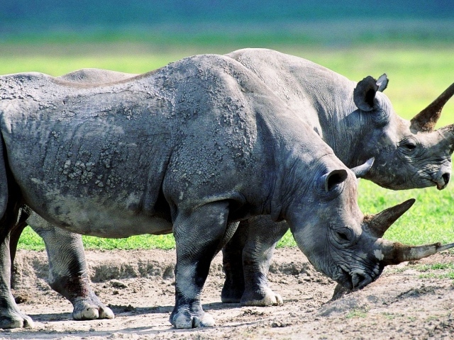 Два старых носорога