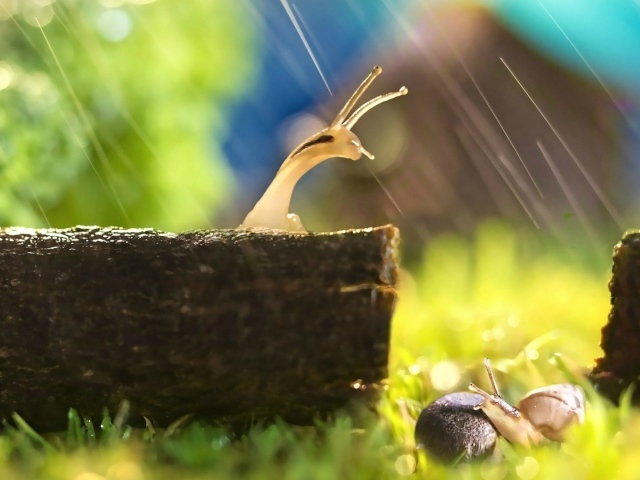 Две улитки попали под дождь